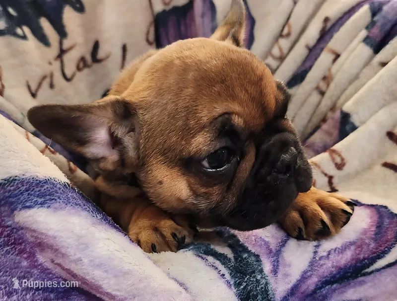 Monty – French Bulldog puppy for sale in Townsend, MT