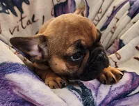 Monty, a male French Bulldog for sale in Townsend, MT – Photo 5 of 6