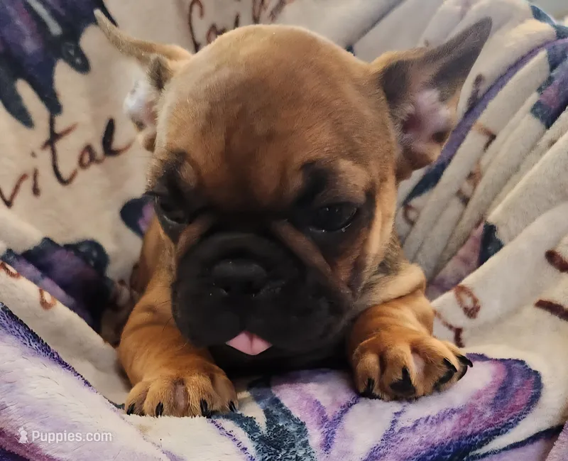 Monty – French Bulldog puppy for sale in Townsend, MT