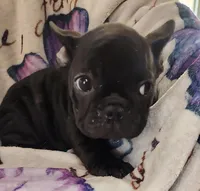 Precious , a female French Bulldog for sale in Townsend, MT – Photo 4 of 4