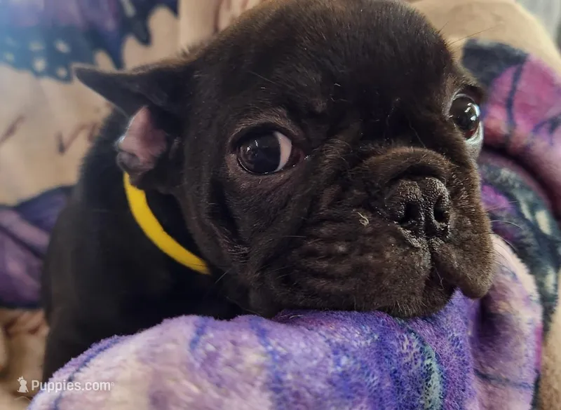 Precious  – French Bulldog puppy for sale in Townsend, MT