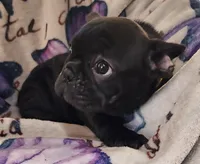 Precious , a female French Bulldog for sale in Townsend, MT – Photo 2 of 4
