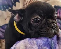 Precious , a female French Bulldog for sale in Townsend, MT – Photo 3 of 4