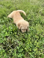 Nalu, a female Goldendoodle and Golden Retriever for sale in Bentonville, AR – Photo 5 of 8