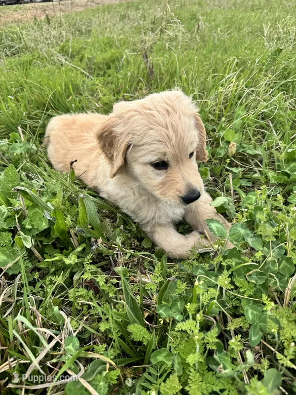 Nalu – Goldendoodle, Golden Retriever puppy for sale in Bentonville, AR