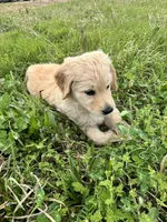 Nalu, a female Goldendoodle and Golden Retriever for sale in Bentonville, AR – Photo 1 of 8