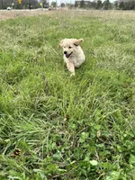 Nalu, a female Goldendoodle and Golden Retriever for sale in Bentonville, AR – Photo 3 of 8