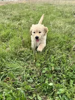 Nalu, a female Goldendoodle and Golden Retriever for sale in Bentonville, AR – Photo 2 of 8