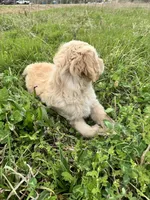 Nalu, a female Goldendoodle and Golden Retriever for sale in Bentonville, AR – Photo 4 of 8