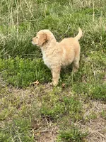 Nalu, a female Goldendoodle and Golden Retriever for sale in Bentonville, AR – Photo 8 of 8