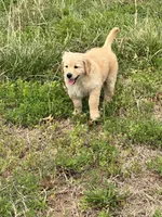Nalu, a female Goldendoodle and Golden Retriever for sale in Bentonville, AR – Photo 7 of 8