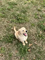 Nalu, a female Goldendoodle and Golden Retriever for sale in Bentonville, AR – Photo 6 of 8