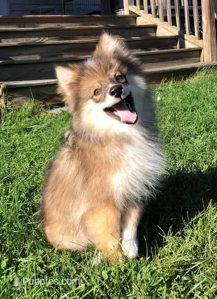 Castiel – Pomsky puppy for sale in Savoy, MA