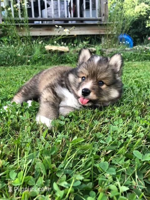 Castiel – Pomsky puppy for sale in Savoy, MA