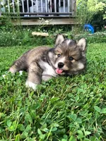 Castiel, a male Pomsky for sale in Savoy, MA – 1 of 5