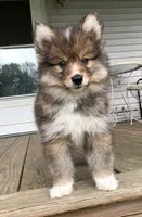 Castiel, a male Pomsky for sale in Savoy, MA – 6 of 8