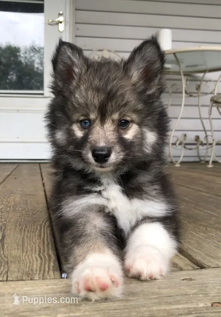 Bobby – Pomsky puppy for sale in Savoy, MA