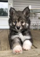 Bobby, a male Pomsky for sale in Savoy, MA – 6 of 10
