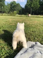 Lorek, a male Pomsky for sale in Savoy, MA – 5 of 5