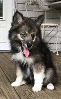 Bobby, a male Pomsky for sale in Savoy, MA – 2 of 10