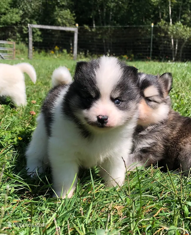 Katara – Pomsky puppy for sale in Savoy, MA