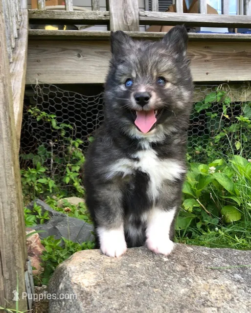 Bobby – Pomsky puppy for sale in Savoy, MA