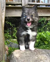 Bobby, a male Pomsky for sale in Savoy, MA – 1 of 6