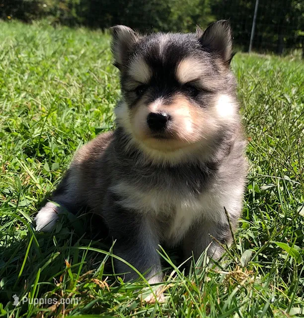 Aang – Pomsky puppy for sale in Savoy, MA