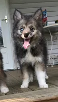 Bobby, a male Pomsky for sale in Savoy, MA – 4 of 10