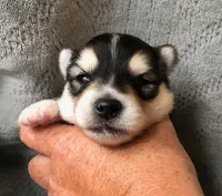 Aang, a male Pomsky for sale in Savoy, MA – 3 of 3