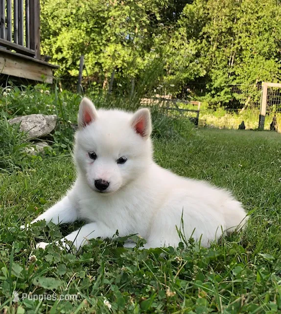 Lorek – Pomsky puppy for sale in Savoy, MA