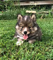 Castiel, a male Pomsky for sale in Savoy, MA – 3 of 5