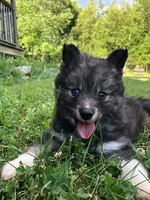 Bobby, a male Pomsky for sale in Savoy, MA – 3 of 6