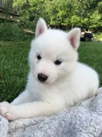 Lorek, a male Pomsky for sale in Savoy, MA – 3 of 5