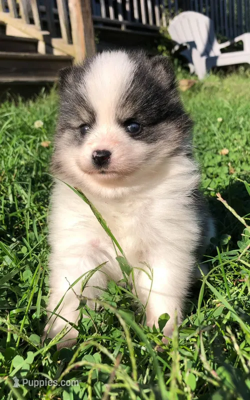 Katara – Pomsky puppy for sale in Savoy, MA