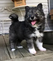 Bobby, a male Pomsky for sale in Savoy, MA – 2 of 6