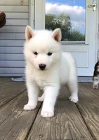 Lorek, a male Pomsky for sale in Savoy, MA – 2 of 5