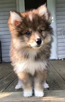 Castiel, a male Pomsky for sale in Savoy, MA – 4 of 8