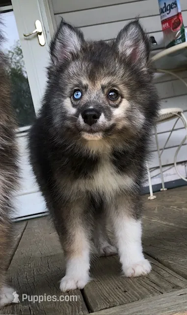 Bobby – Pomsky puppy for sale in Savoy, MA