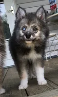Bobby, a male Pomsky for sale in Savoy, MA – 1 of 10