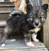 Bobby, a male Pomsky for sale in Savoy, MA – 4 of 6