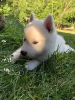 Lorek, a male Pomsky for sale in Savoy, MA – 4 of 5