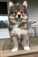 Castiel, a male Pomsky for sale in Savoy, MA – 5 of 8