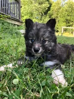 Bobby, a male Pomsky for sale in Savoy, MA – 5 of 6