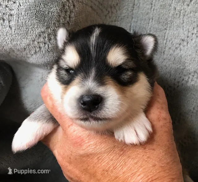 Aang – Pomsky puppy for sale in Savoy, MA