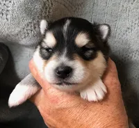 Aang, a male Pomsky for sale in Savoy, MA – 1 of 3