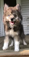 Bobby, a male Pomsky for sale in Savoy, MA – 5 of 10