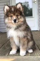 Castiel, a male Pomsky for sale in Savoy, MA – 2 of 8