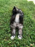 Bobby, a male Pomsky for sale in Savoy, MA – 6 of 6