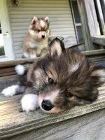 Castiel, a male Pomsky for sale in Savoy, MA – 5 of 5